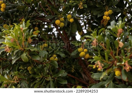 Arbutus unendo, fruits on a branch Foto d'archivio © 