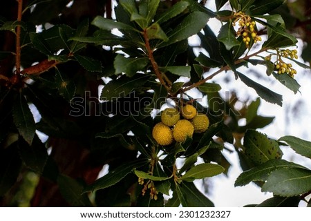 Arbutus unendo, fruits on a branch Foto d'archivio © 