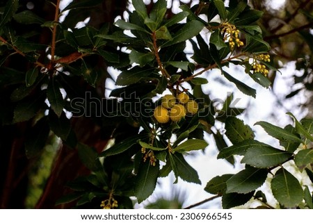 Arbutus unendo, fruits on a branch
 Foto d'archivio © 