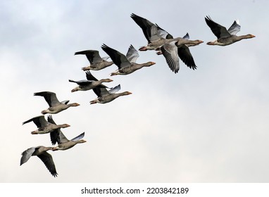 An arc of greylag geese in flight