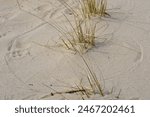 Arc lines created by wind blown grass on sand at Highland beach trail Cape Cod National Seashore MA USA