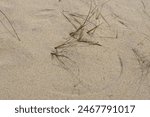 Arc lines created by wind blown grass on sand at Highland beach trail Cape Cod National Seashore MA USA