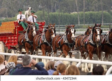 ARCADIA, CA - DEC 26: The famous Budweiser Clydesdale Horses delight the crowd in a performance at Santa Anita Park, Dec 26, 2009 in Arcadia, CA. The park opened on Dec 26 for its 75th racing season.