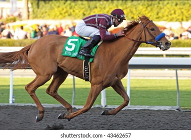 ARCADIA, CA - DEC 26: Jockey Joel Rosario Guides Evita Argentina To Victory In The 37th Running Of The La Brea Stakes At Santa Anita Park On Dec 26, 2009 In Arcadia, CA.