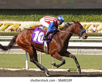 ARCADIA, CA - OCT 10: Guided By Jockey Rafael Bejarano, Two-year Old Excellent News Breaks Her Maiden At Santa Anita Park October 10, 2009 In Arcadia, CA.