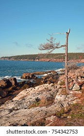 Arcadia National Park 