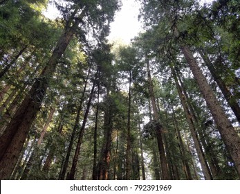 Arcata Community Forest Redwood Tree Tops