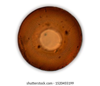 Arcella, Shell Of Single Celled Amoeboid Protist.  Organic Wall With Honeycomb Texture.  When Occupied, The Amoeba Extends Pseudopodia Through The Central Aperture To Feed And Move. Light Micrograph.