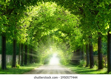 arch of branches with green leaves of old trees in sunshine, beautiful green park idyll in summertime with copy space, light at the end of the tunnel, natural park landscape background