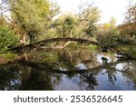 Nature’s Arch: A Fallen Tree Gracefully Spanning Over a Tranquil Lake in the Municipal Garden of Agia Barbara in Drama, Greece