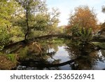 Nature’s Arch: A Fallen Tree Gracefully Spanning Over a Tranquil Lake in the Municipal Garden of Agia Barbara in Drama, Greece