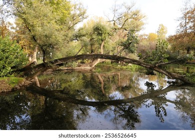 Nature’s Arch: A Fallen Tree Gracefully Spanning Over a Tranquil Lake in the Municipal Garden of Agia Barbara in Drama, Greece