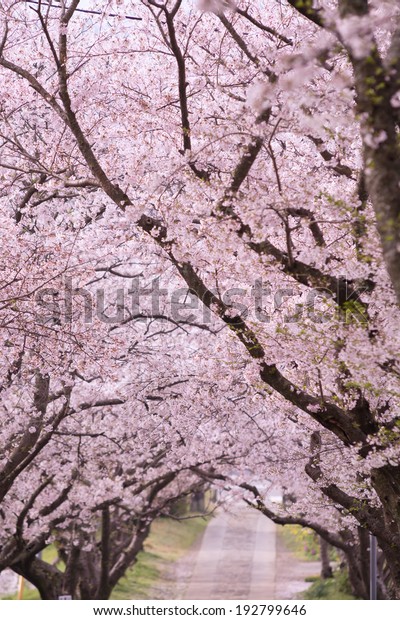 Arch Japanese Sakura Blossom Stock Photo 192799646 | Shutterstock