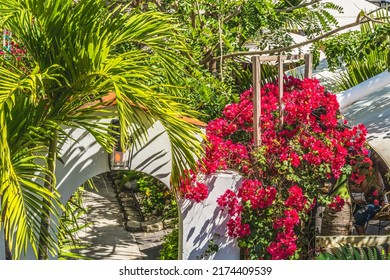 Arch Red Bougainvillea Palm Trees Restaurant Miami Beach Florida Miami Beach has beautiful restaurants shops and stores. The place to be