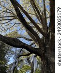 Arch Under Large Tree in Spring