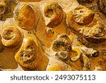 archaeological artifacts, fossil sea snails millions of years old
