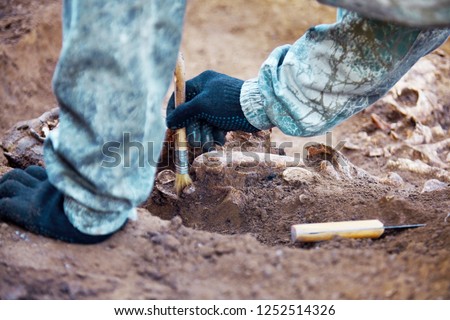 Archaeological excavation. The hands of archaeologist with tools conducting research on human bones, part of skeleton from the ground. Close up image of real process of digger. 