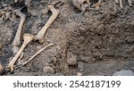 Archaeological excavation site with exposed human bones in soil, showcasing ancient skeletal remains.