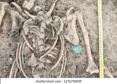 Archaeological excavations. Human remains (bones of skeleton, skulls) in the ground, with artefacts found in the tomb (bijou, pendants, supposedly of copper). Real digger process. Outdoors, copy space