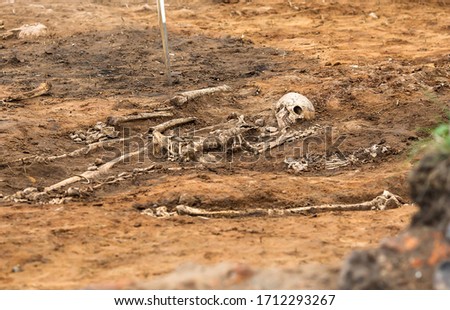 Archaeological excavations. Human remains (bones of skeleton, skulls) in the ground tomb. Real digger process. Outdoors, copy space, close up.