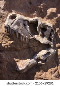 Archaeologist Excavations Dinosaur Skeletons Historical Excavations ...