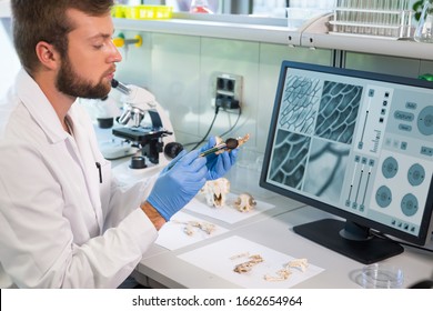 Archaeologist working in natural research lab. Laboratory assistant cleaning animal bones. Archaeology, zoology, paleontology and science concept. - Shutterstock ID 1662654964