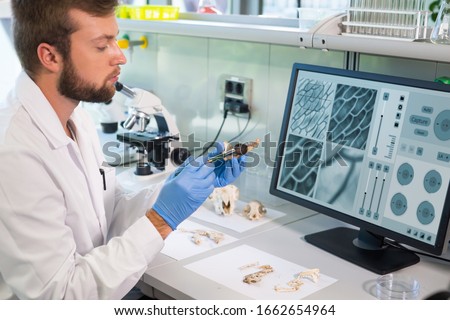 Archaeologist working in natural research lab. Laboratory assistant cleaning animal bones. Archaeology, zoology, paleontology and science concept.