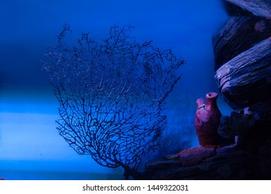 Archaeology Underwater, Sea Diving Background