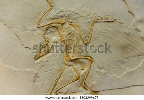 始祖鳥の化石の跡 の写真素材 今すぐ編集