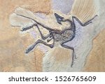 Archaeopteryx Fossils. Archaeopteryx lithographica, Sinosauropteryx is the first dinosaurto be found with a feather, living in the early Cretaceous China