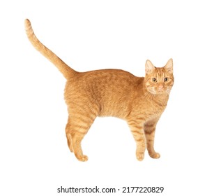 Arched cat standing in side view isolated on white background