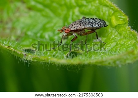 An Arched Marsh Fly is resting on a green leaf. Taylor Creek Park, Toronto, Ontario, Canada.