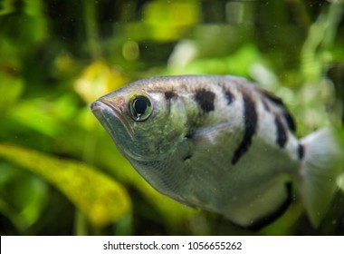 The Archer Fish