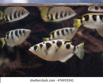 Archerfish