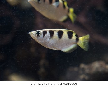 Archerfish