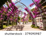 Arches covered with pink bougainvillea flowers. Southbank, Brisbane