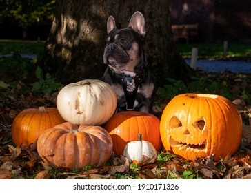 Archie the French Bulldog at Halloween