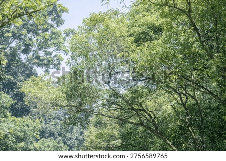 Arching limbs extending across bright woodland setting. Layered greenery conveying movement and airy rhythm. Organic branchscape ideal for nature themed layouts
