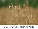 An arching oat panicle with ripe spikelets dangling from a graceful curved stem is set against a two-tone bokeh of golden wheat field below and cool green treeline above. Elegant close-up of oat grain ready for harvest.
