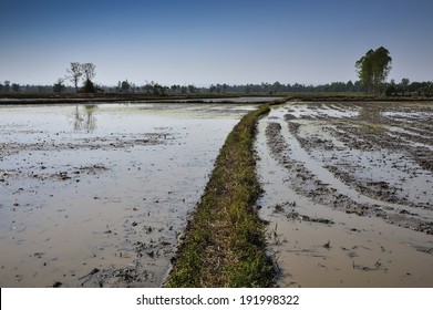 Architecture farming in Asia rice field flooding