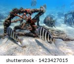Archosargus probatocephalus, the sheepshead, is a marine fish that has deep and compressed in body shape, with dark stripes on its sides over a gray background and sharp dorsal spines. 