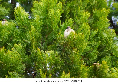 Arcte coerula and tree