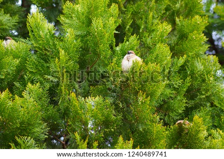 Arcte coerula and tree