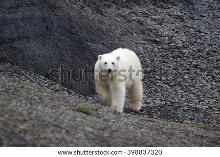 Arctic animals new behavior after ecological turnover. Polar bear wanders among summer gravelly desert; young male had just suddenly woken up by man and was confused. Young males are most dangerous