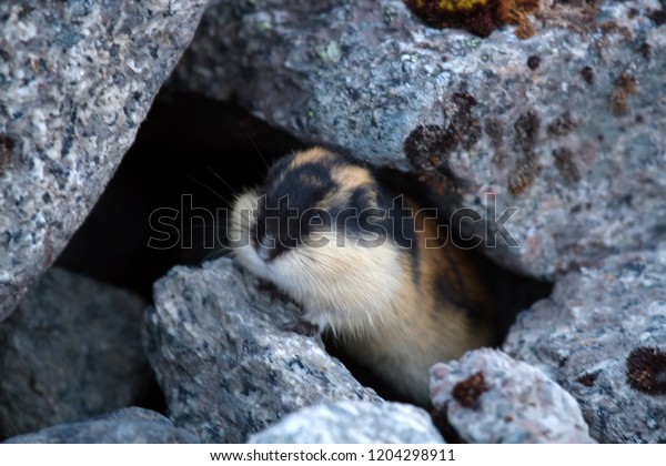Arctic animals. Norwegian lemming (Lemmus\
lemmus) hiding among rocks in mountain tundra. lives in tundra in\
North of Scandinavia and Kola Peninsula. Animal is famous for mass\
suicide migrations