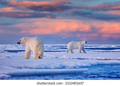 Arctic Canada. Polar bear on the drifting ice with snow and evening pink blue sky, Svalbard, Norway. Wild danger animals in the nature habitat, two polar bears. - Shutterstock ID 2152401637