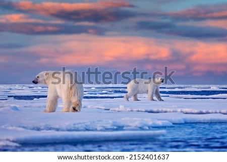 Arctic Canada. Polar bear on the drifting ice with snow and evening pink blue sky, Svalbard, Norway. Wild danger animals in the nature habitat, two polar bears.
