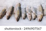 Arctic char fresh fish on ice in a food market