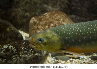 170 Arctic charr Images, Stock Photos & Vectors | Shutterstock