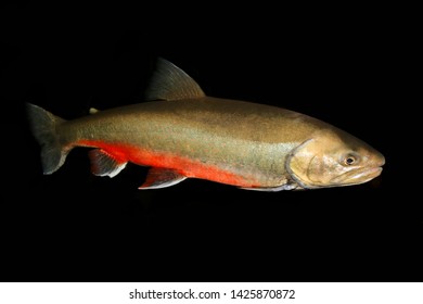 Arctic Charr (Salvelinus Alpinus) In Northern-Norway And Svalbard,in The Family Salmonidae